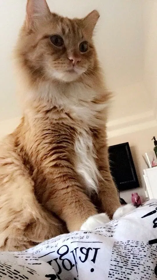 Found cat in Las Vegas, NV, 89129