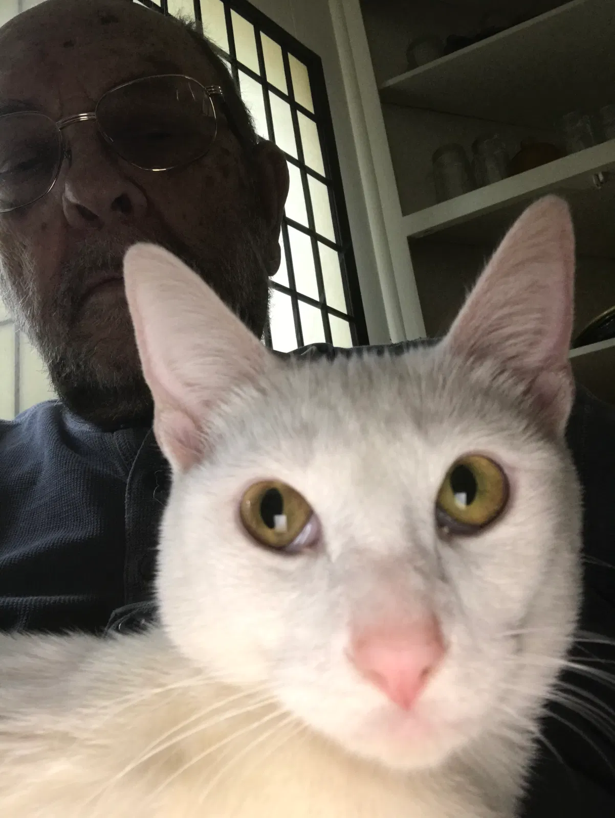 Found cat in Bellflower, CA, 90706