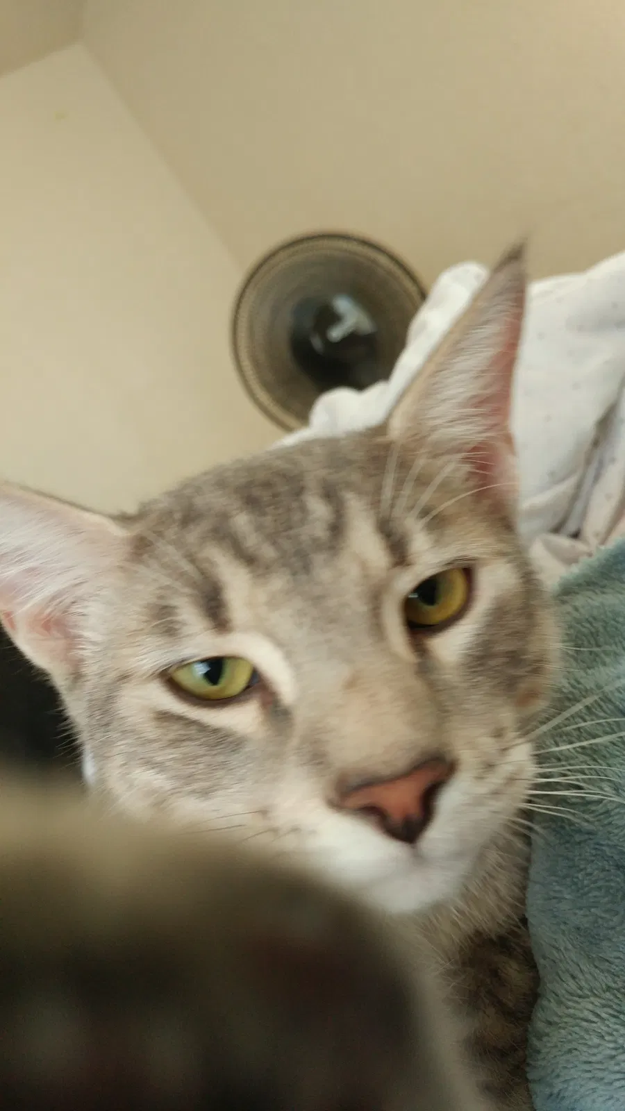 Found cat in Bakersfield, CA, 93308