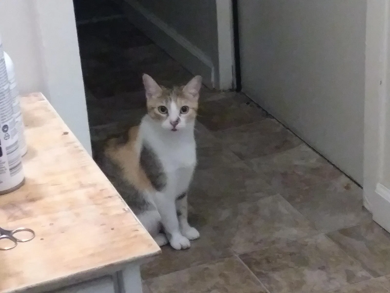 Found cat in Bakersfield, CA, 93308