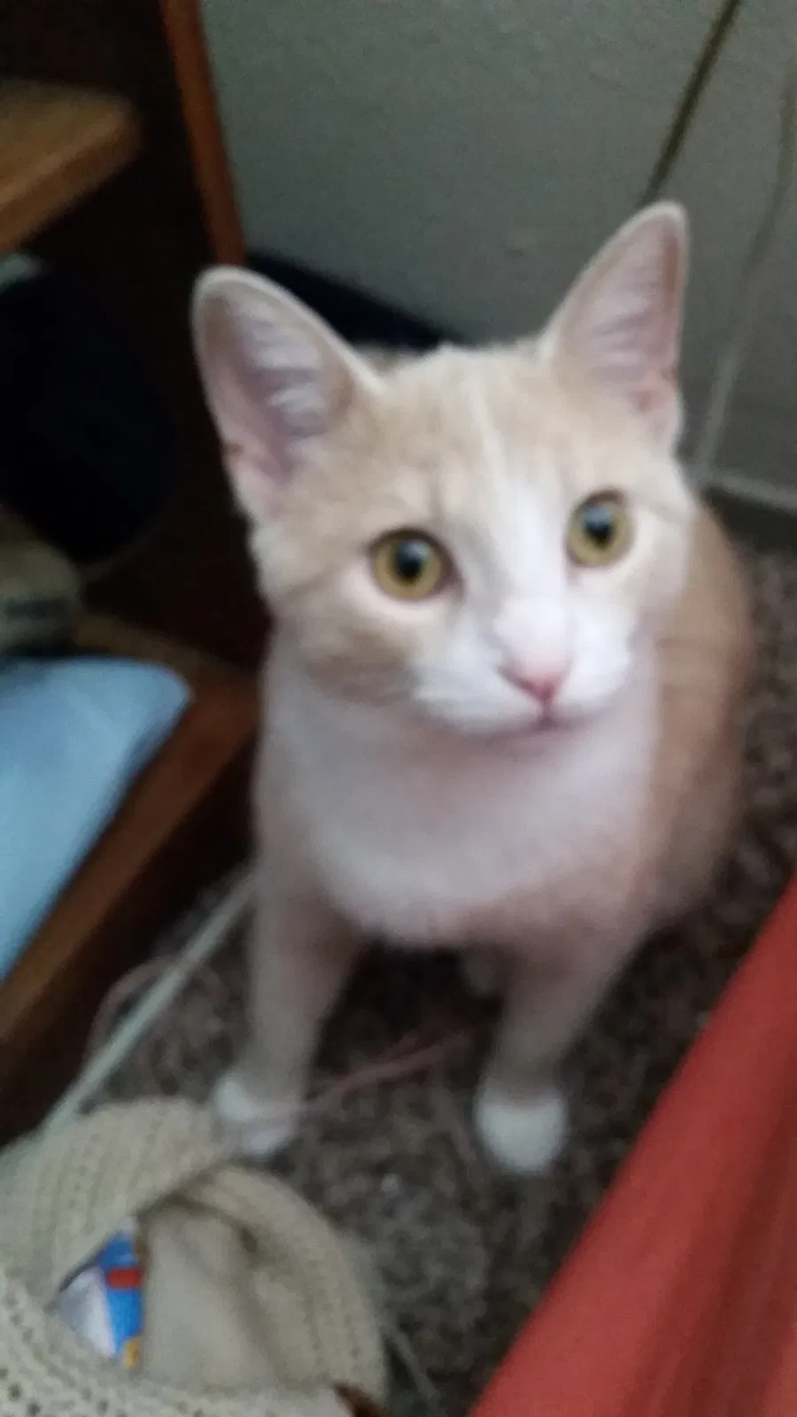 Found cat in Lexington, KY, 40517
