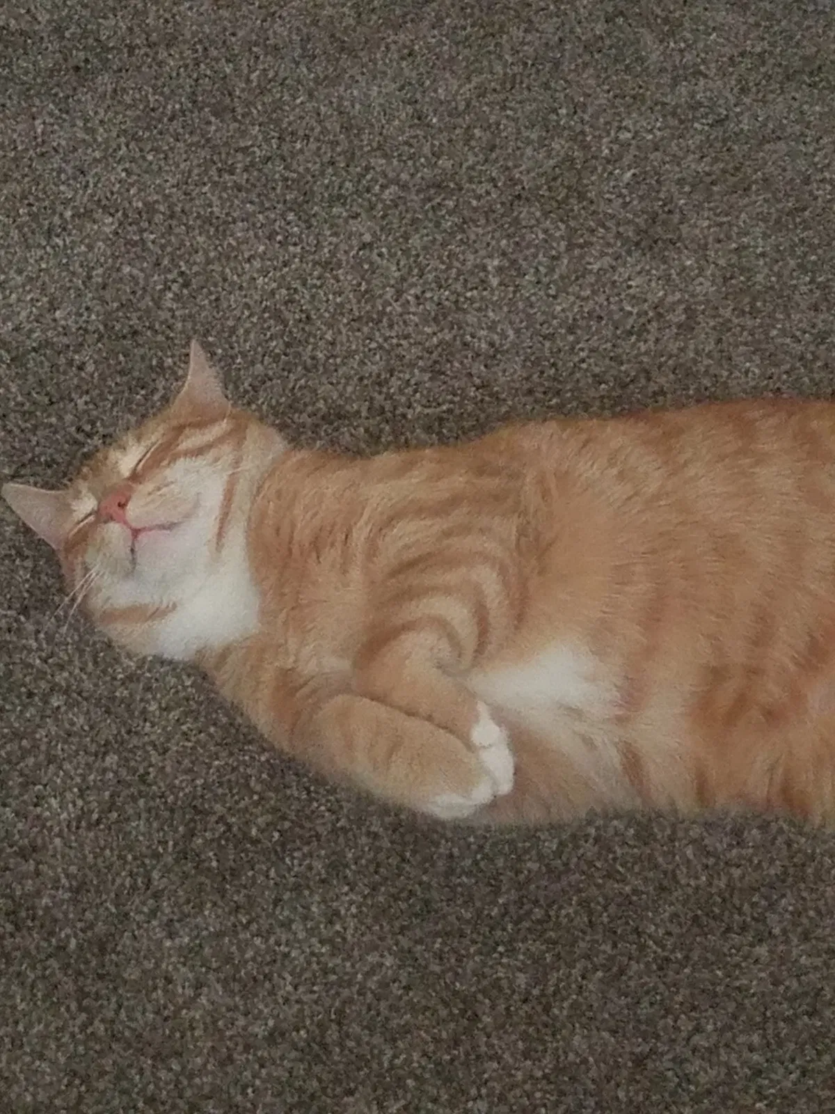 Found cat in Hazleton, PA, 18202