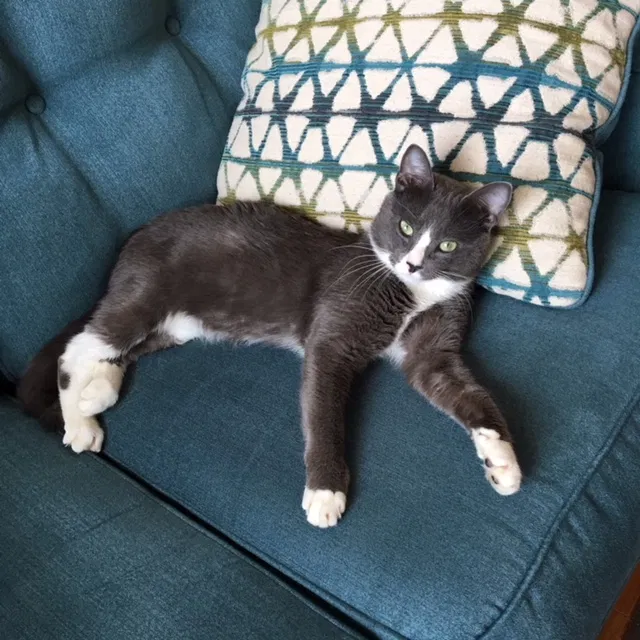 Found cat in Atlanta, GA, 30324