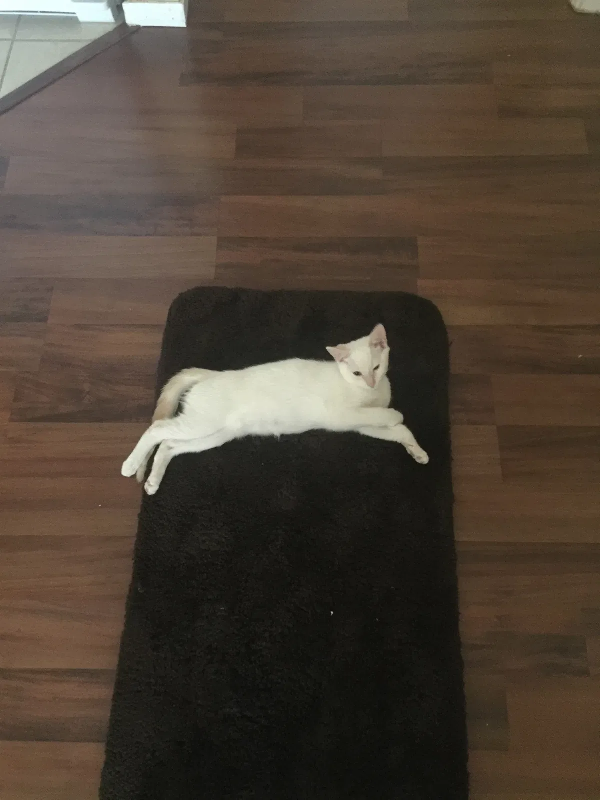 Found cat in Las Vegas, NV, 89110