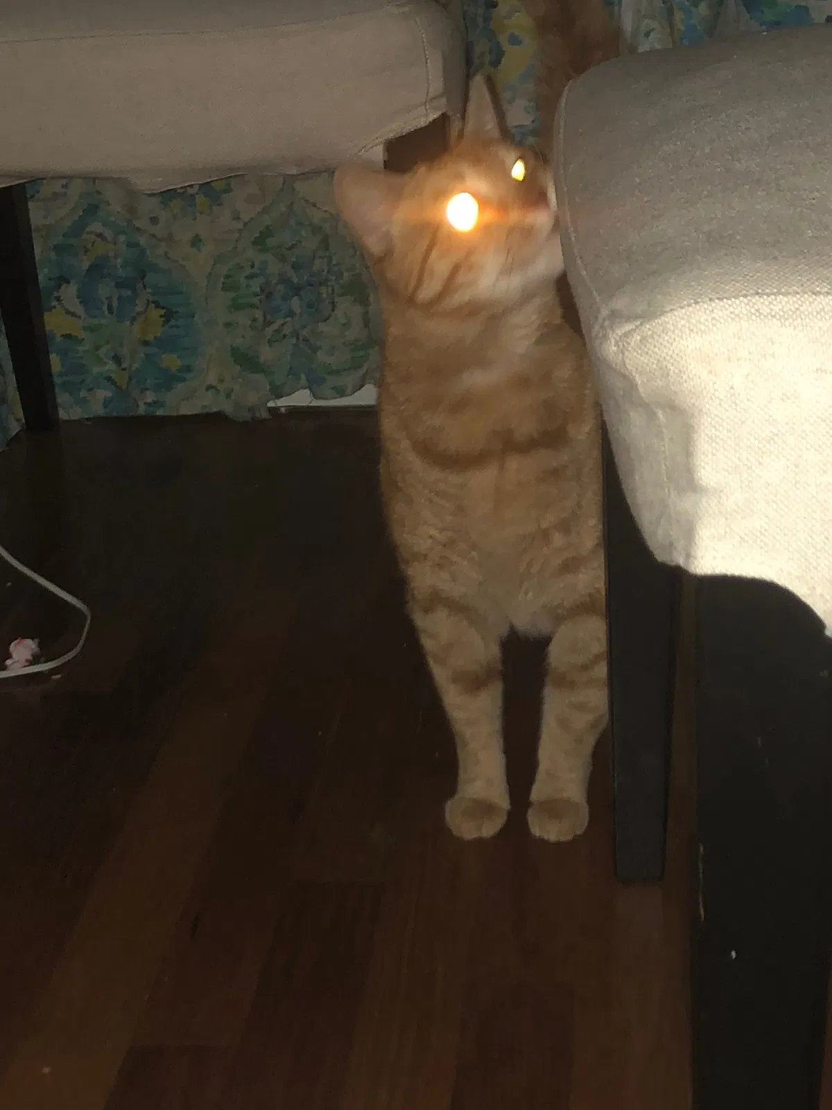 Found cat in Harrisburg, PA, 17111