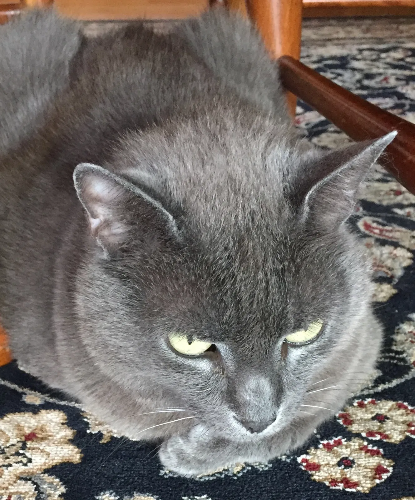 Found cat in Arlington, VA, 22201