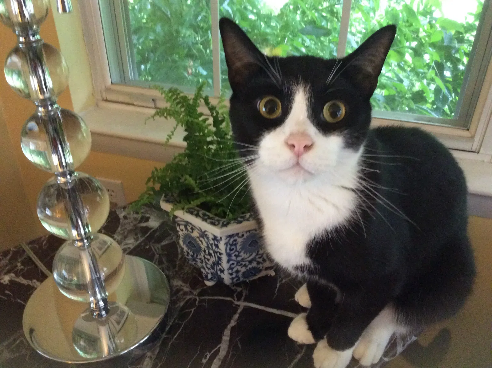 Found cat in Vincentown, NJ, 8088
