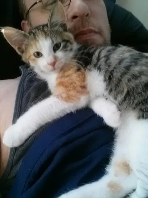 Found cat in Unknown, FL, 338014