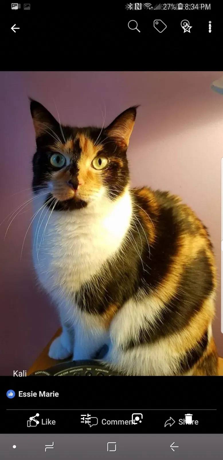 Found cat in Fayetteville, GA, 30215