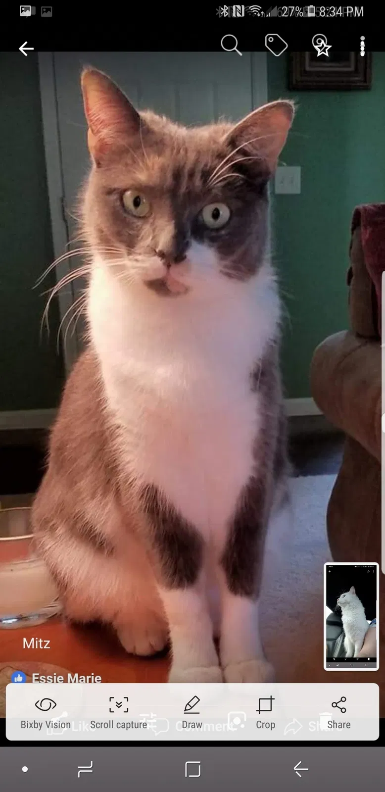 Found cat in Fayetteville, GA, 30215
