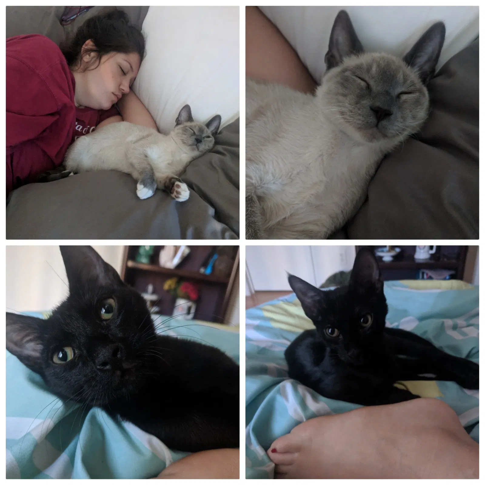 Found cat in Galveston, TX, 77551