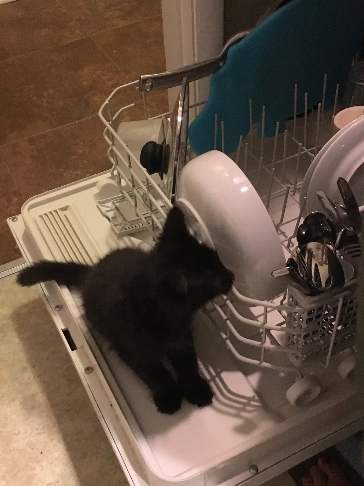 Found cat in Cincinnati, OH, 45227
