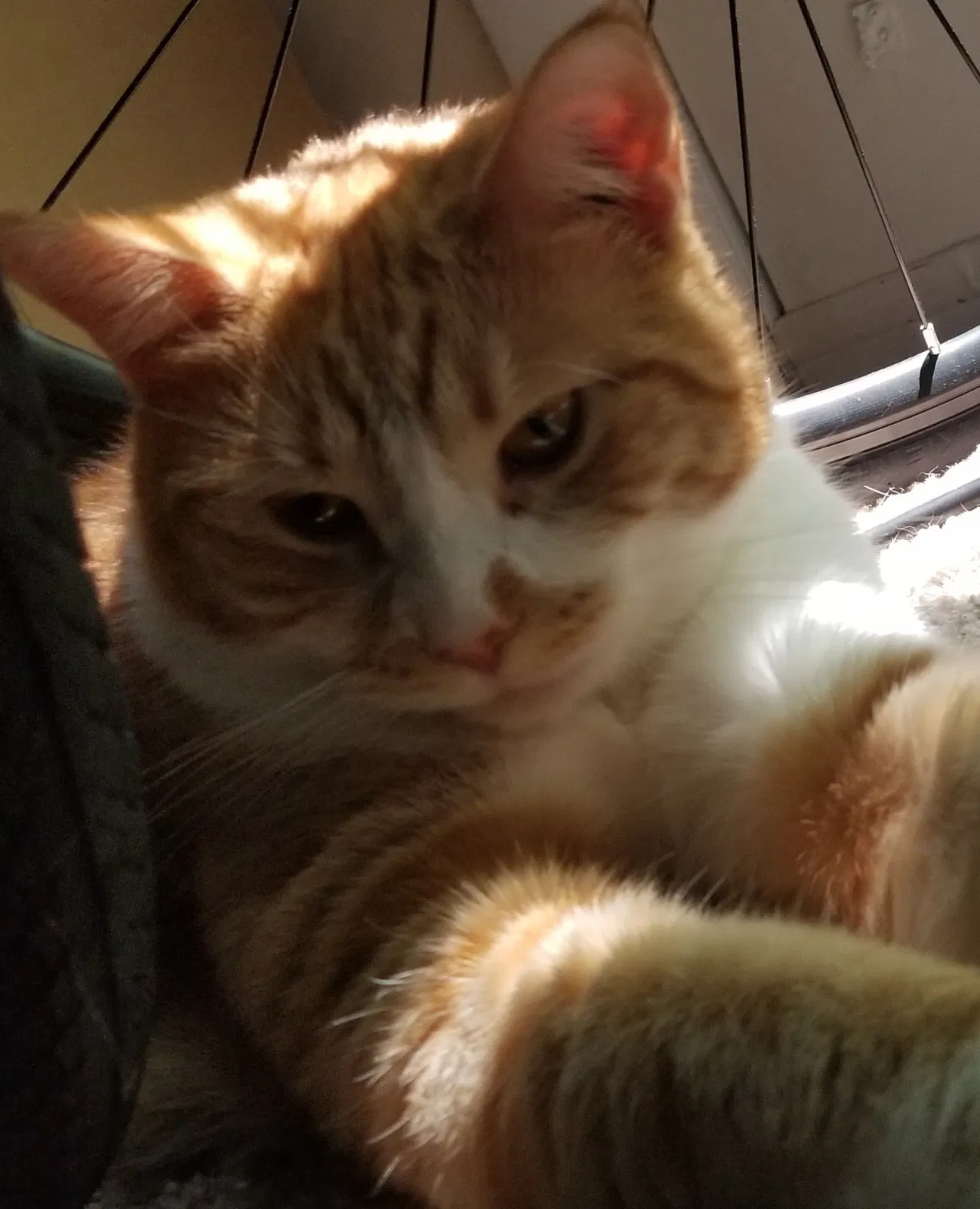 Found cat in Durham, NC, 27707