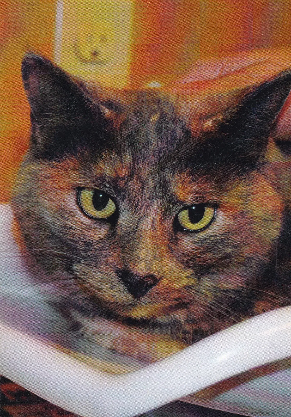 Found cat in Ormond Beach, FL, 32176