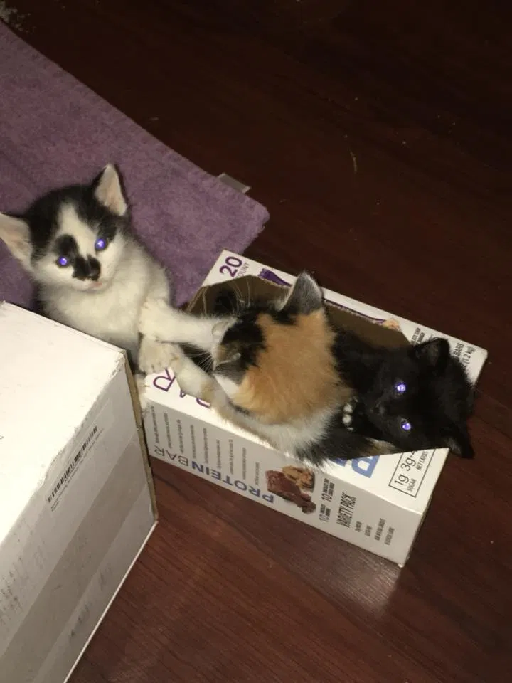 Found cat in Moore, SC, 29369