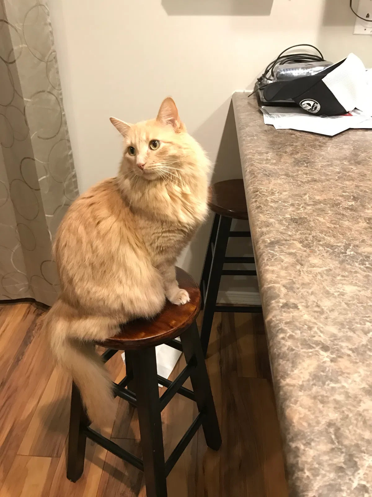 Found cat in Ogden, UT, 84401