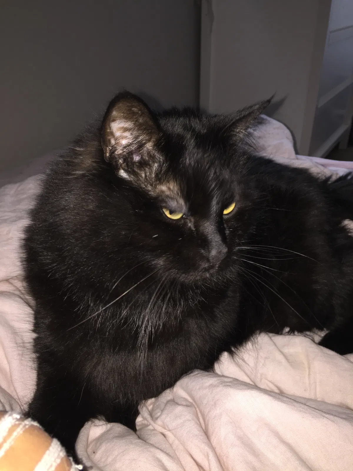 Found cat in Colorado Springs, CO, 80908