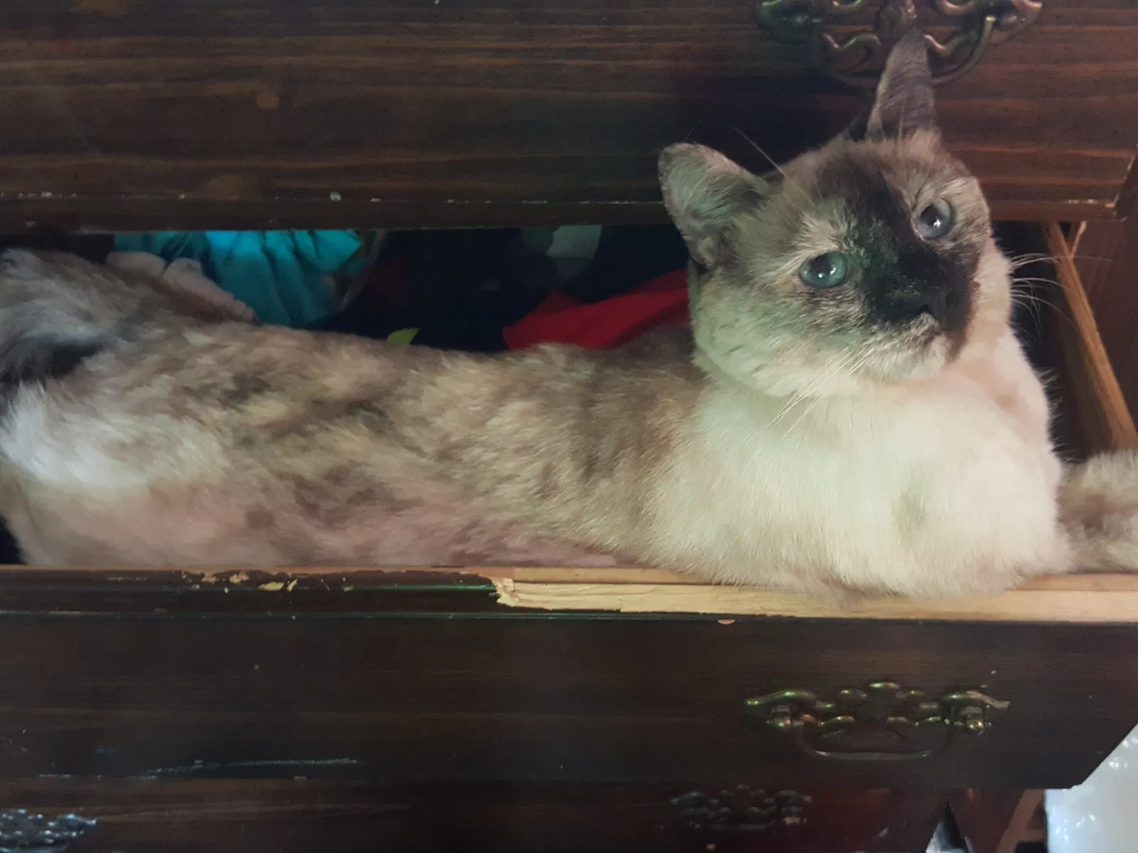 Found cat in North Lawrence, OH, 44666