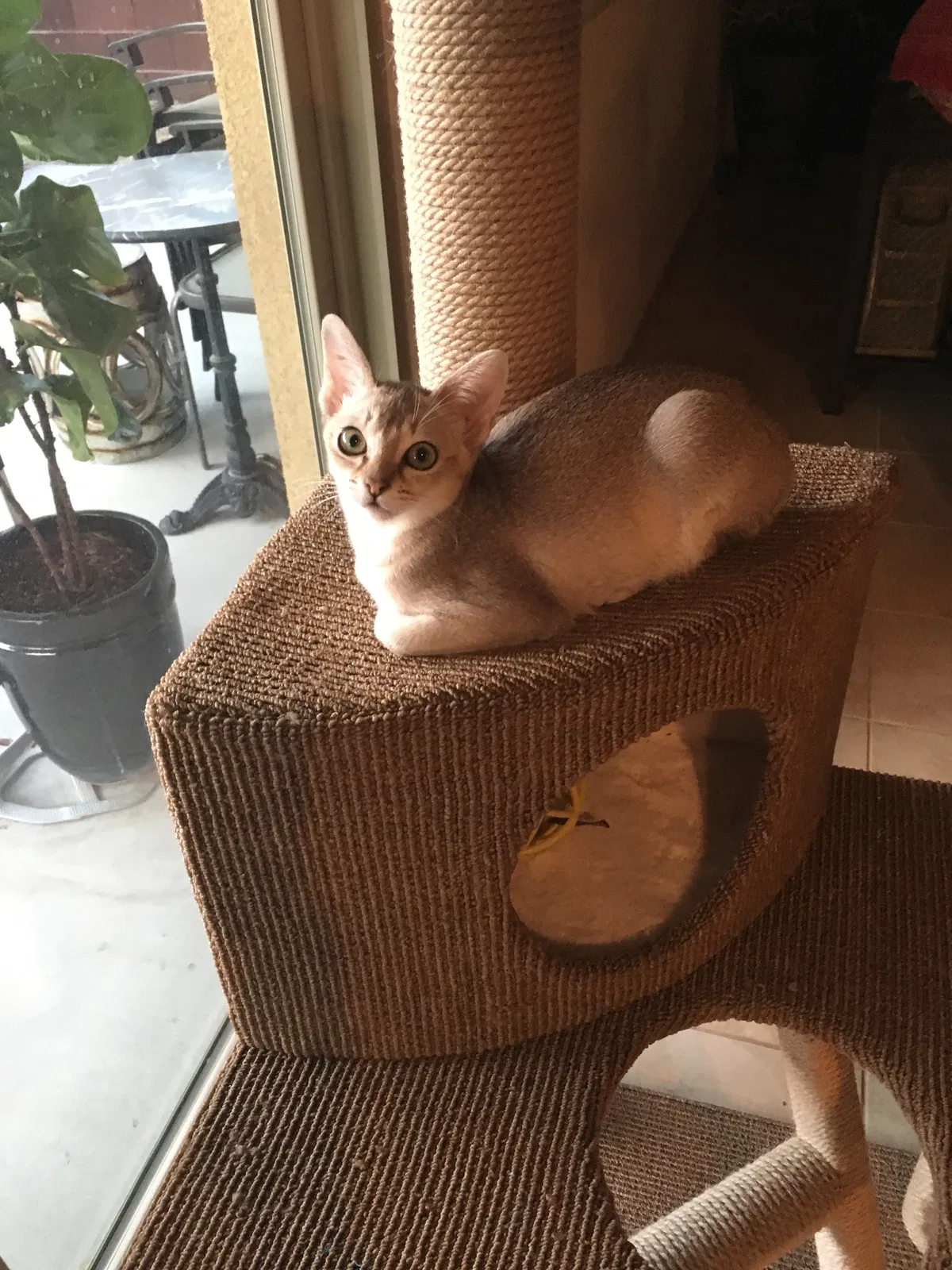 Found cat in Las Vegas, NV, 89135