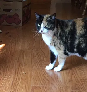 Found cat in Glenarm, IL, 62536