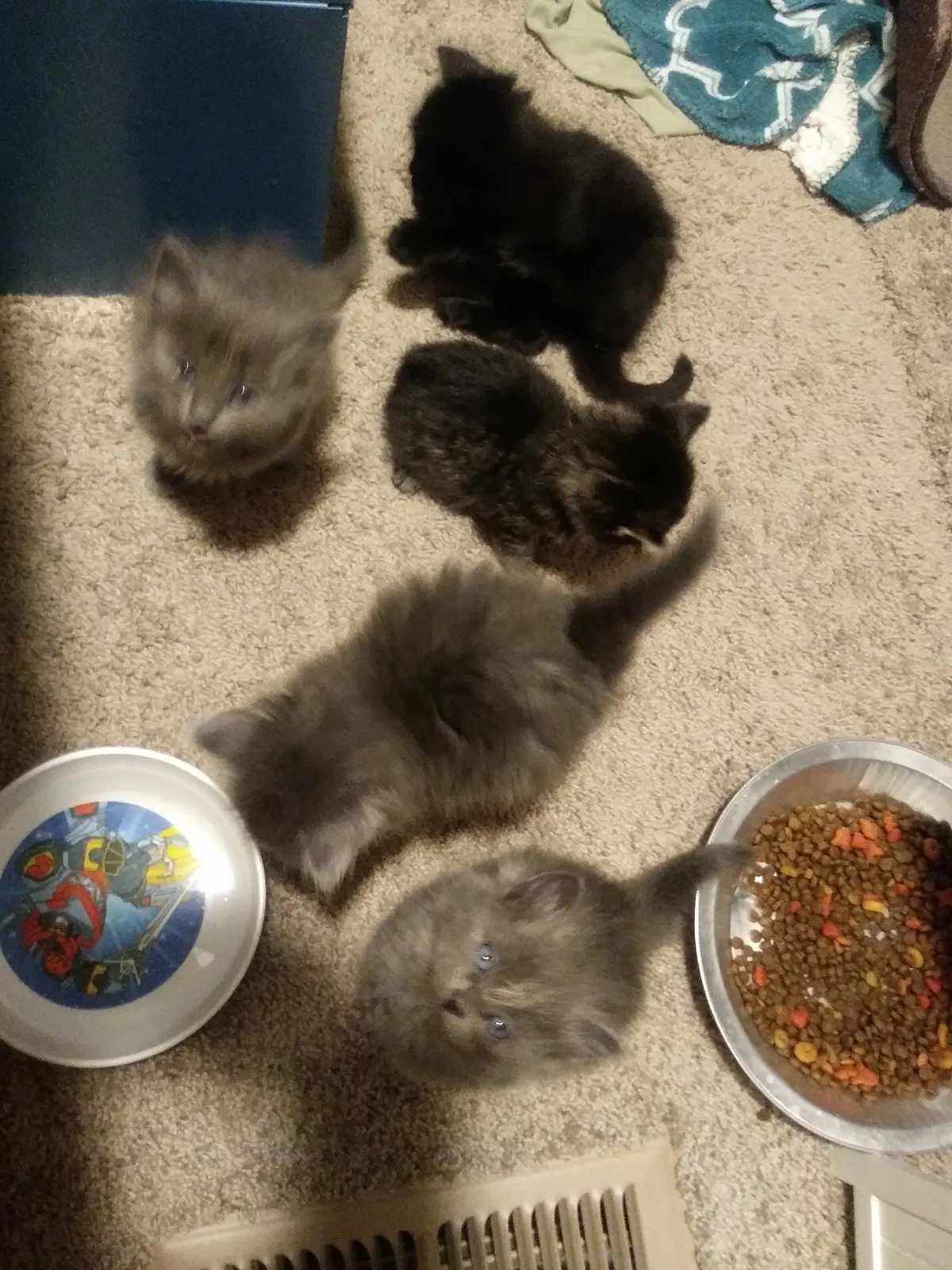 Found cat in Nyssa, OR, 97913