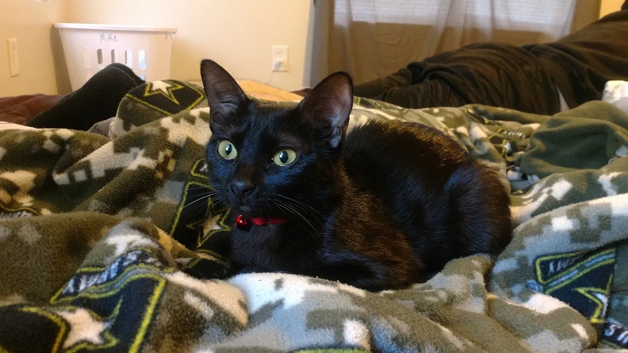 Found cat in Fort Bragg, NC, 28307