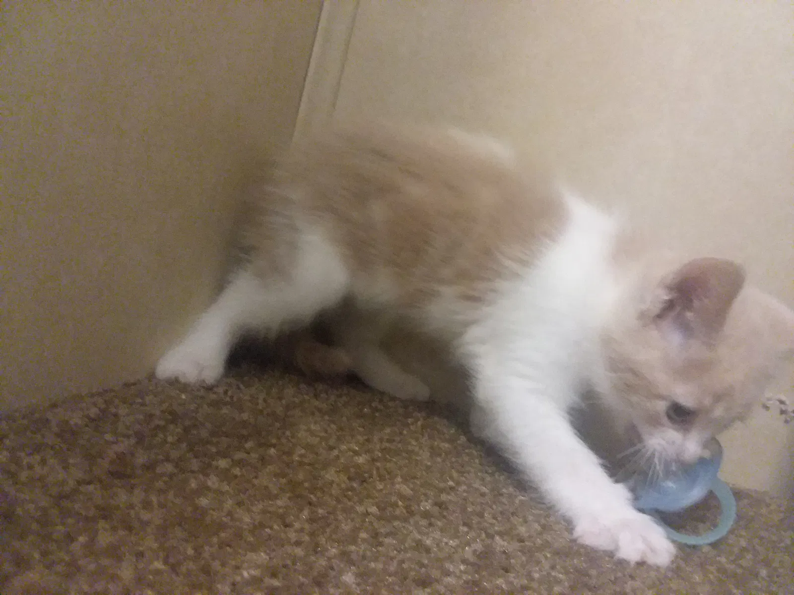 Found cat in Lowman, NY, 14861