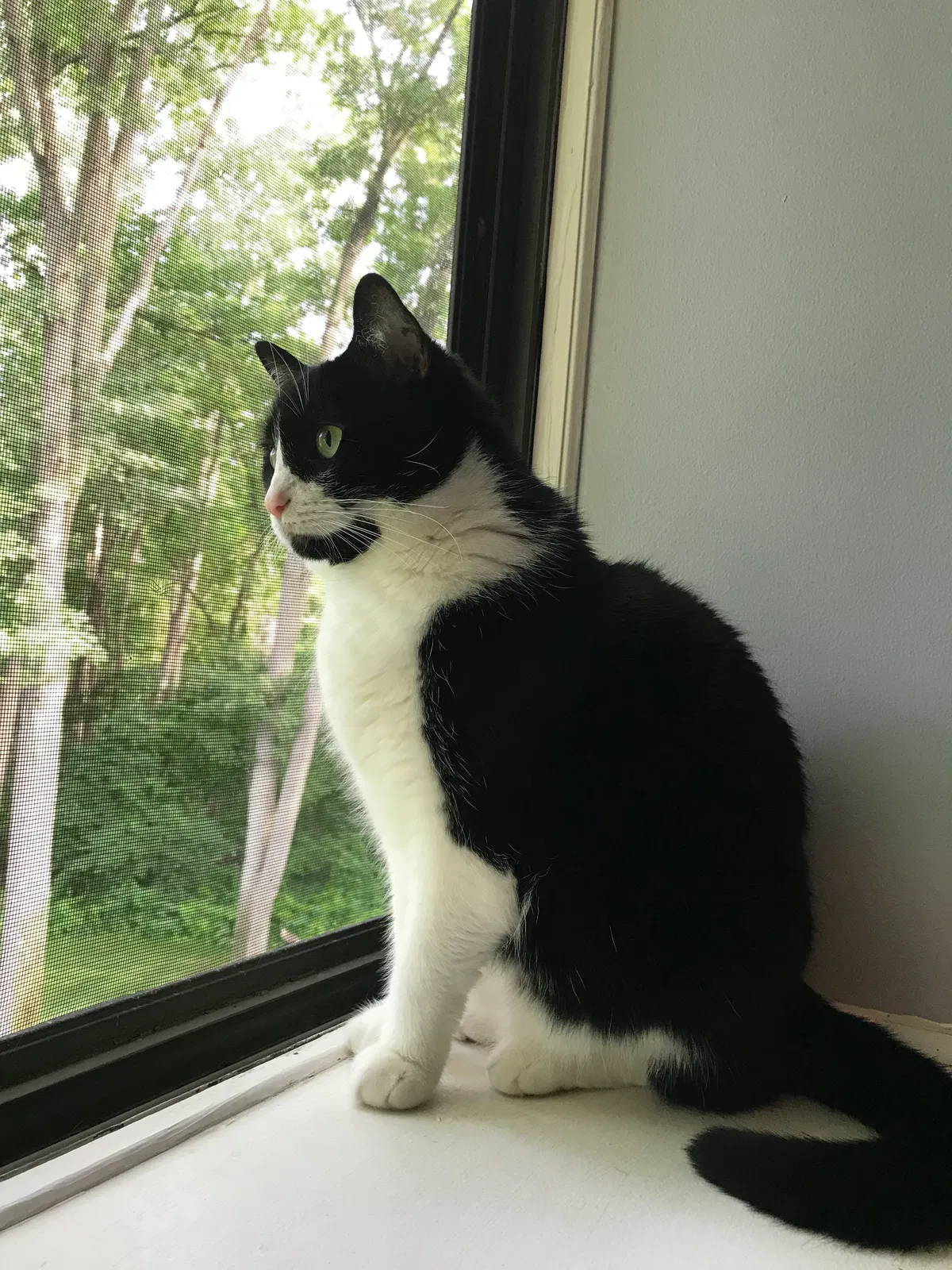 Found cat in Brighton, MI, 48116