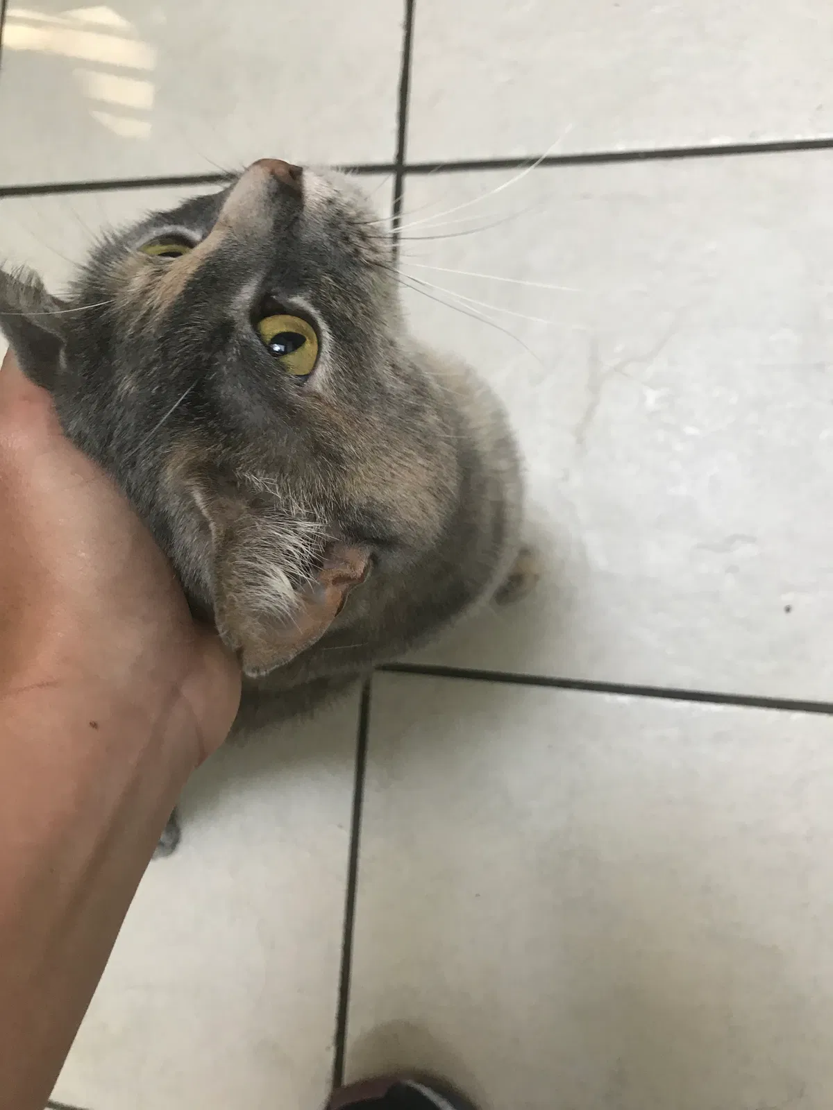 Found cat in Comstock Park, MI, 49321