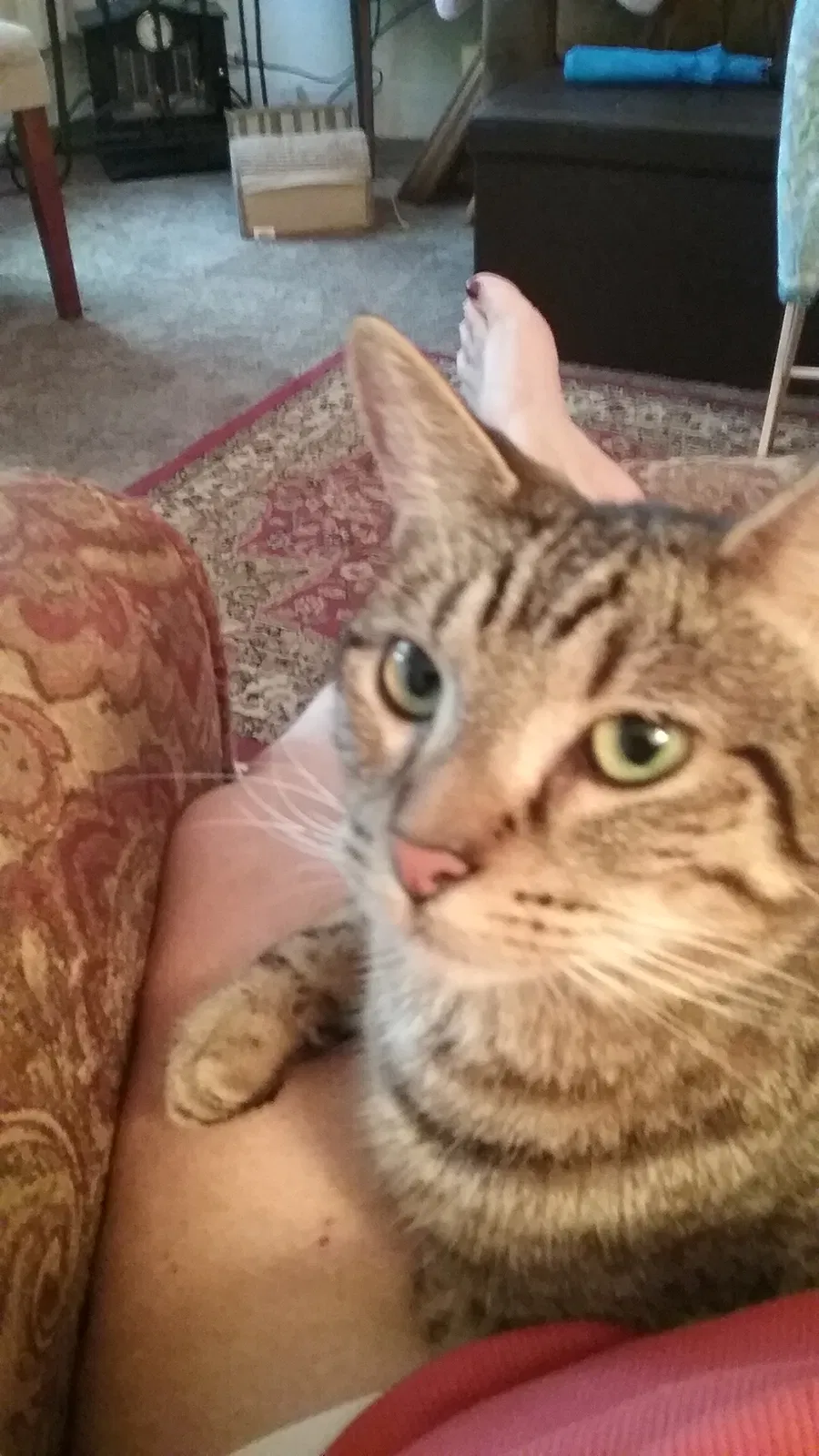 Found cat in Louisville, KY, 40203