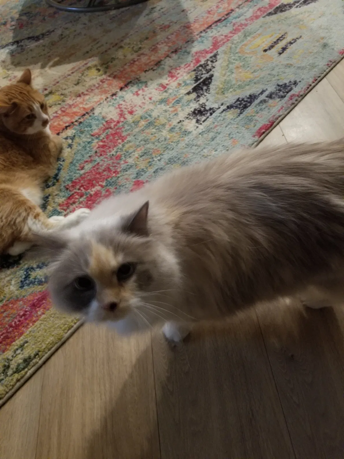 Found cat in Pleasant Hill, IA, 50327