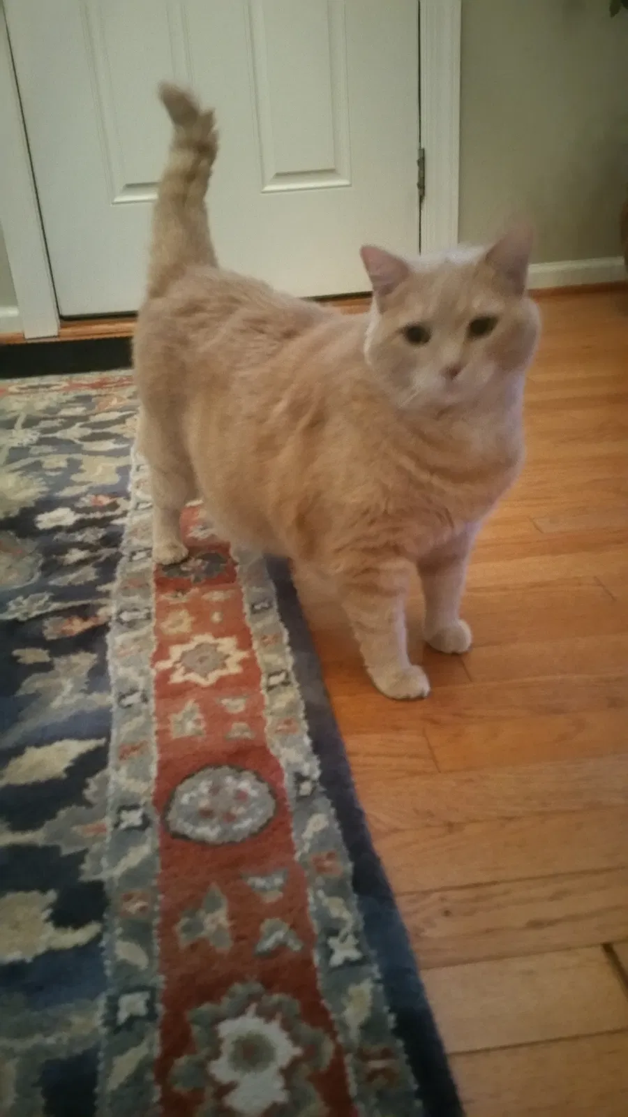Found cat in New Market, MD, 21774