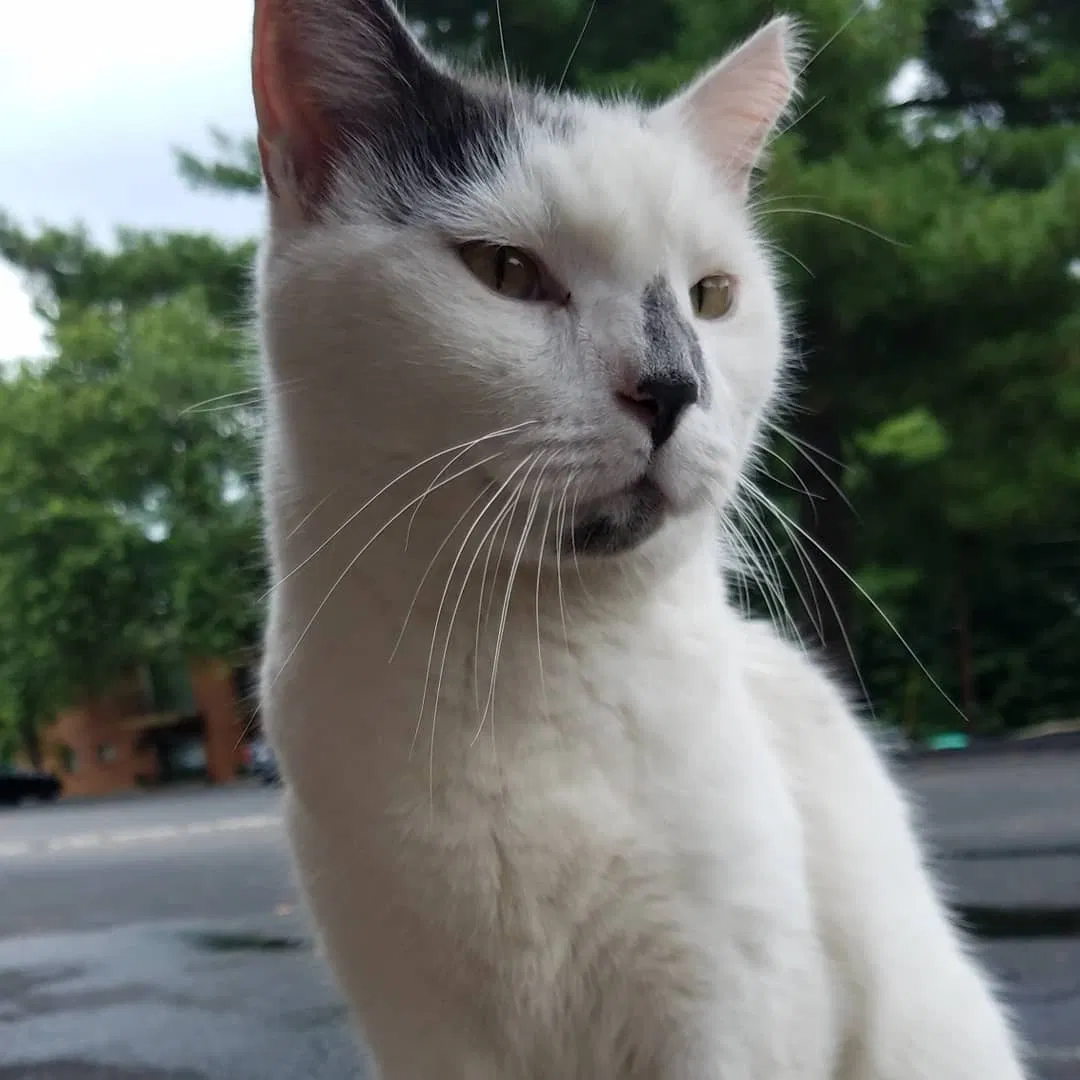 Found cat in Milford, OH, 45150