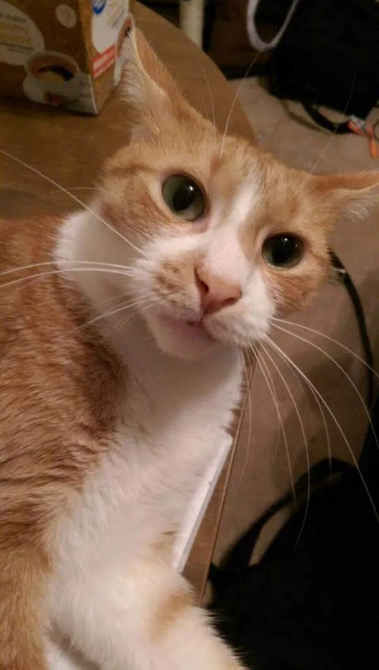 Found cat in Jacksonville, NC, 28546