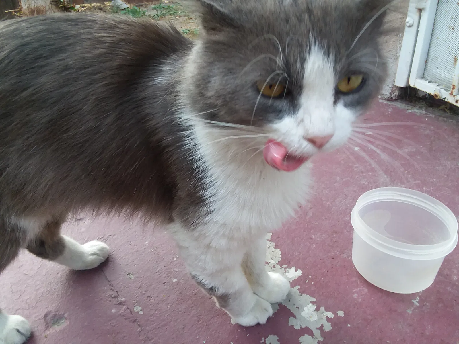 Found cat in Los Angeles, CA, 90061