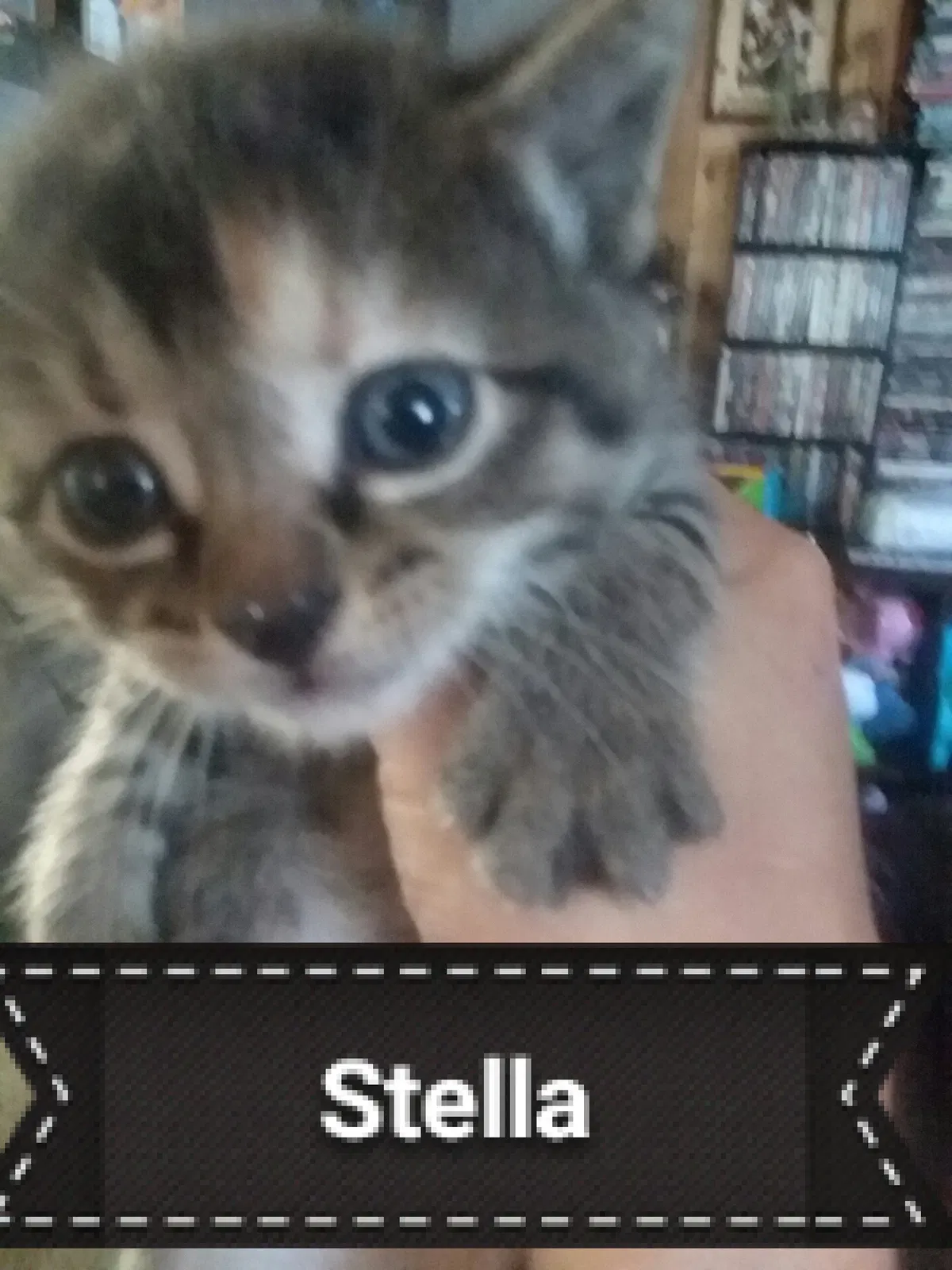 Found cat in Dalton, GA, 30721