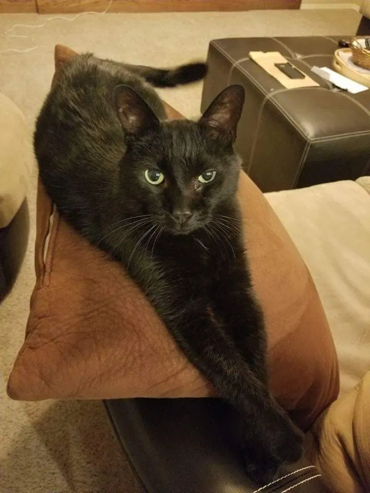 Found cat in Odessa, FL, 33556