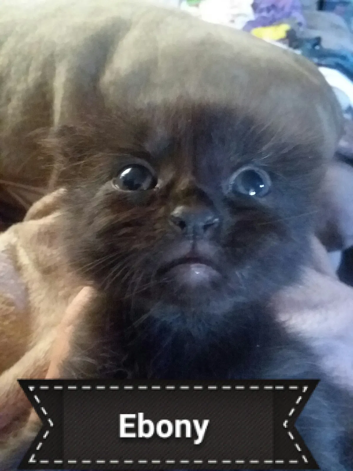 Found cat in Dalton, GA, 30721