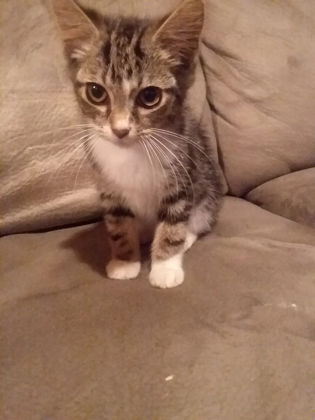Found cat in Dalton, GA, 30721