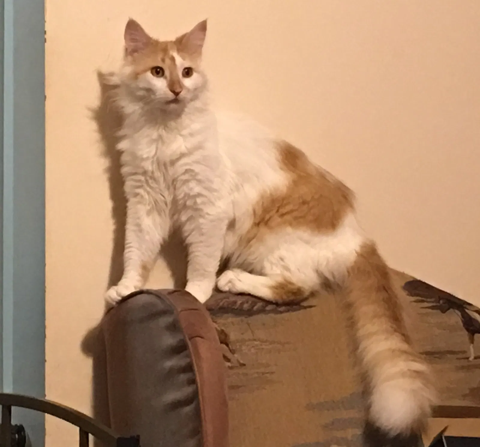 Found cat in Elma, NY, 14059