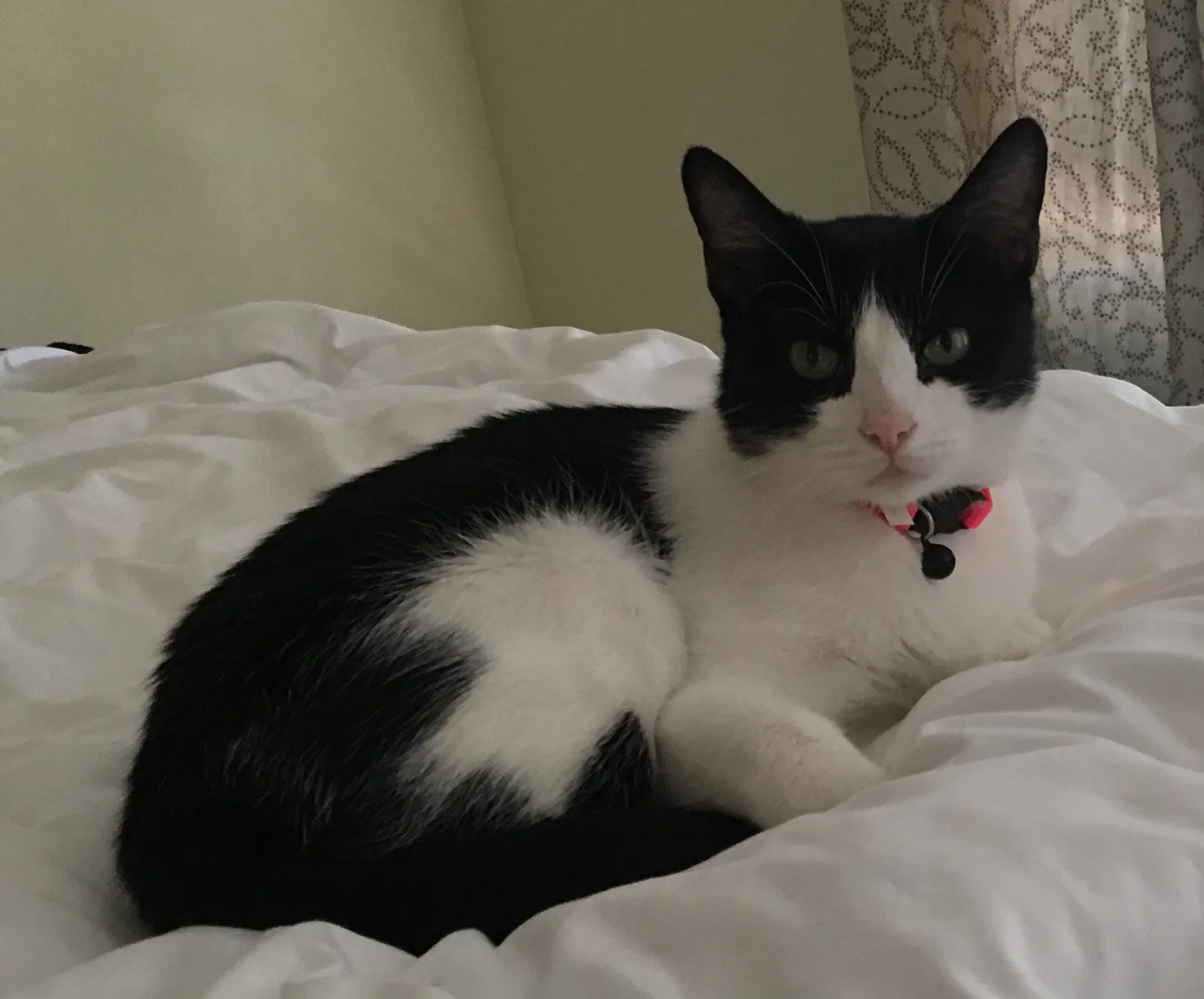 Found cat in Las Vegas, NV, 89121