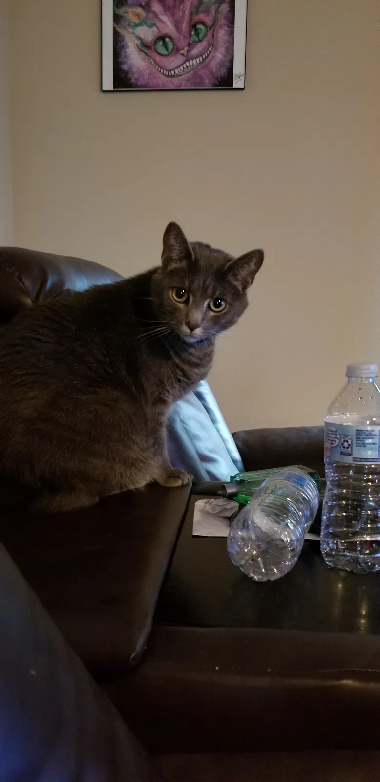 Found cat in Lexington, KY, 40509