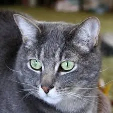 Found cat in Falmouth, KY, 41040