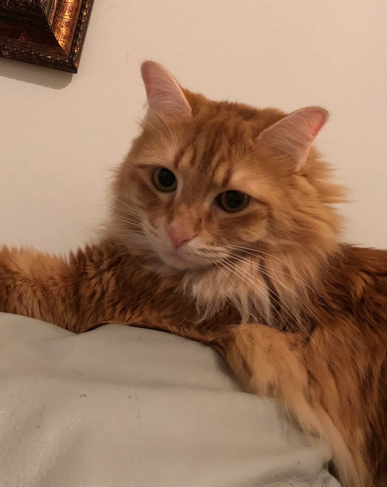 Found cat in Charlotte, NC, 28209
