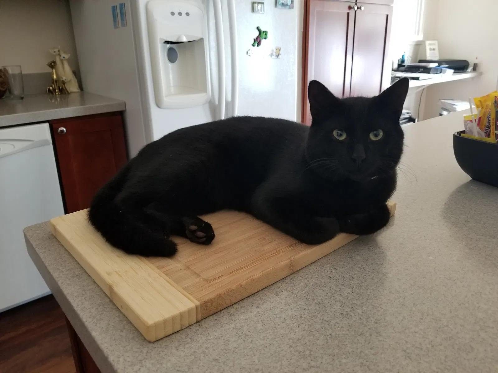 Found cat in Wahiawa, HI, 96786