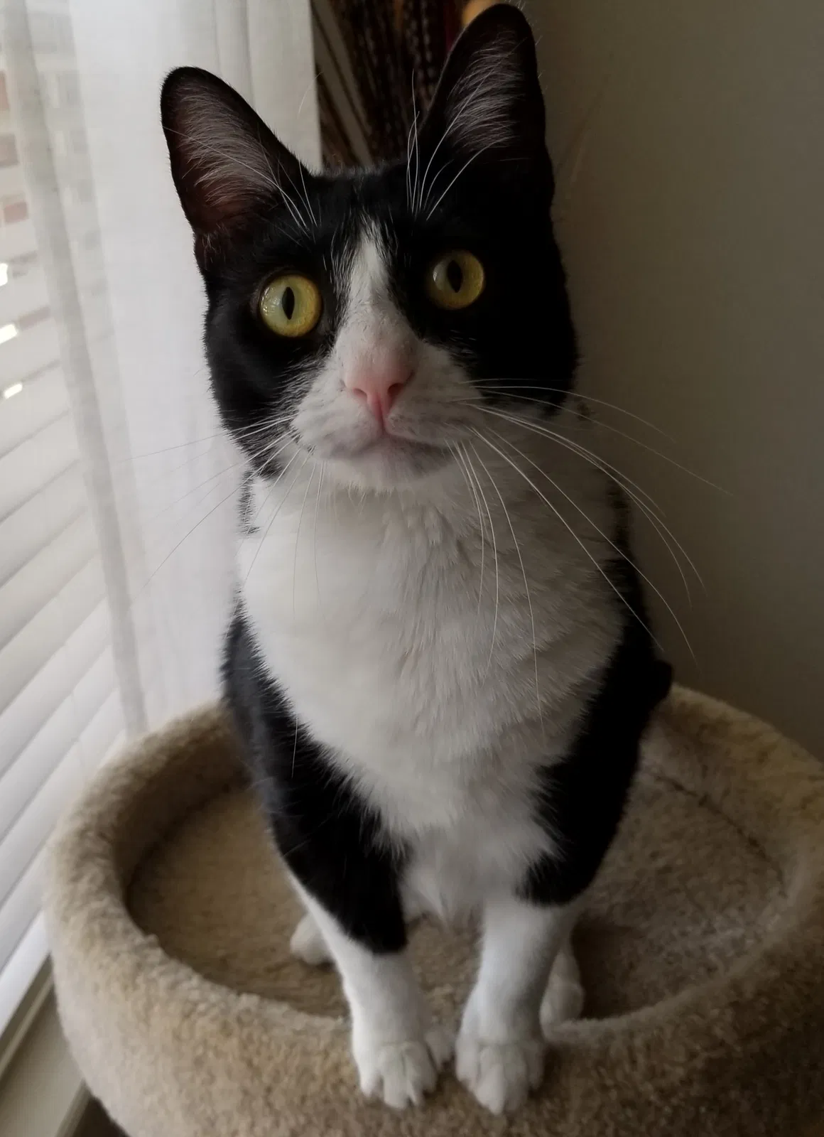 Found cat in Victoria, TX, 77901