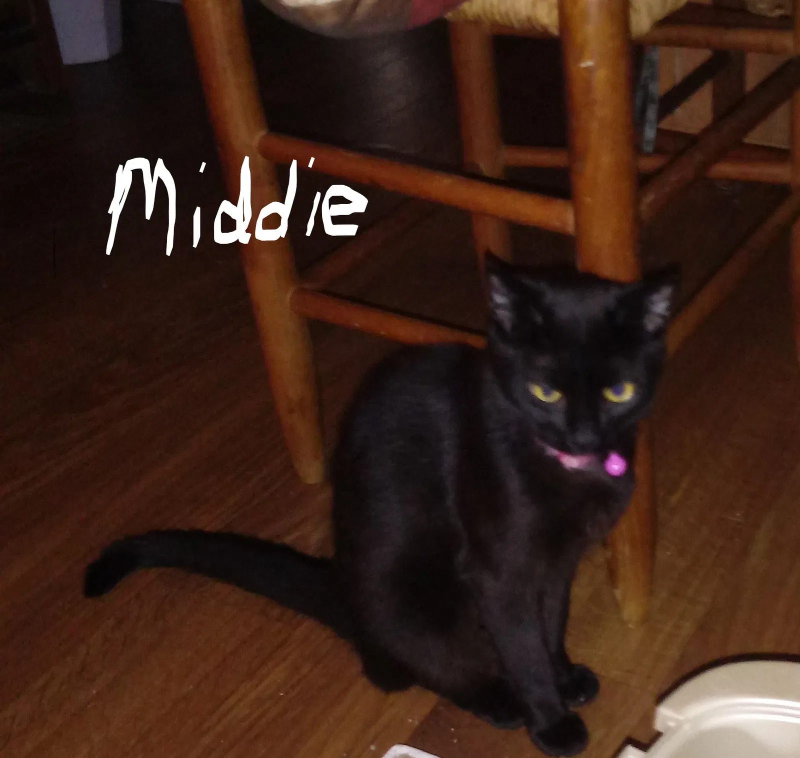 Found cat in Raleigh, NC, 27615