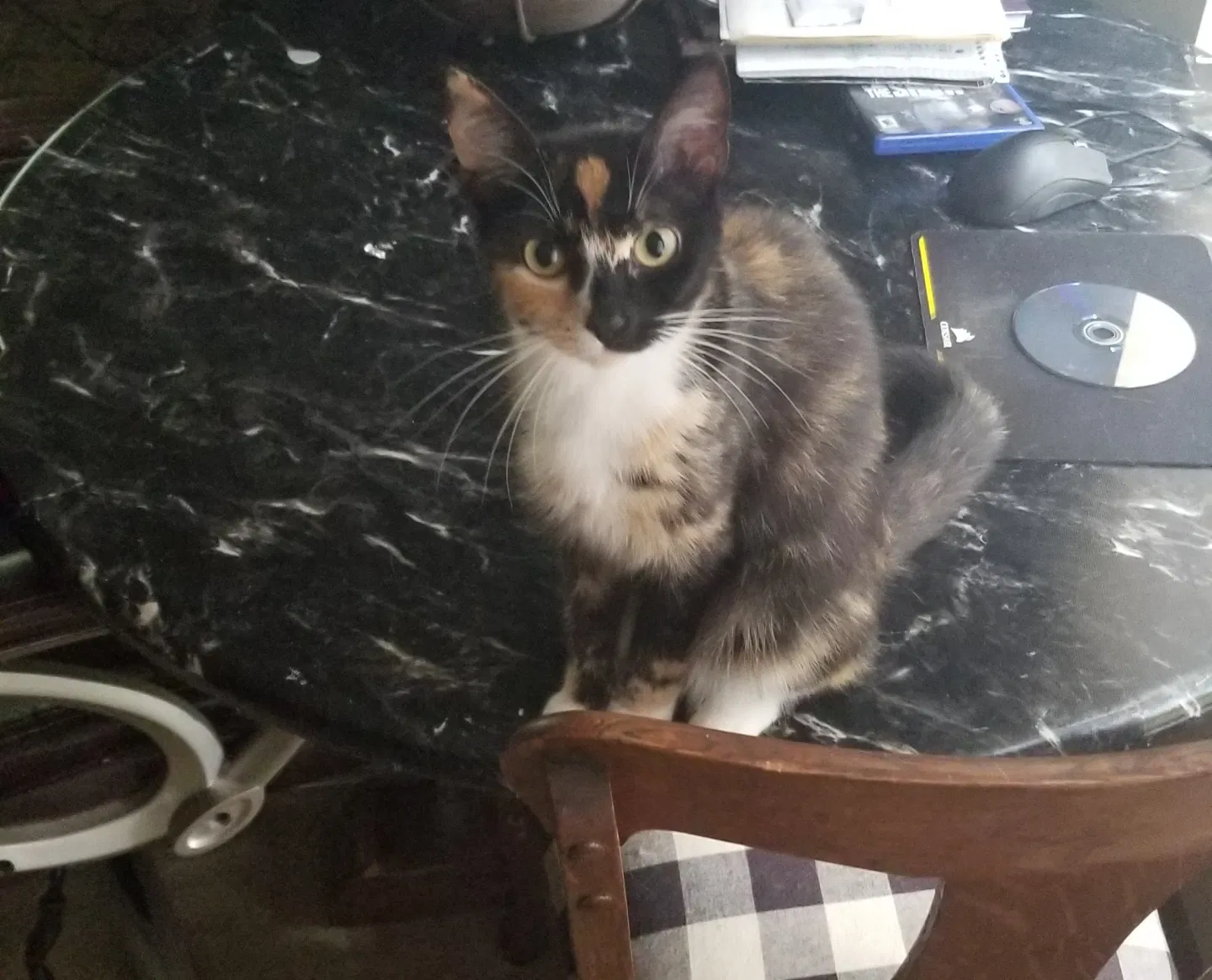 Found cat in Seneca, SC, 29678