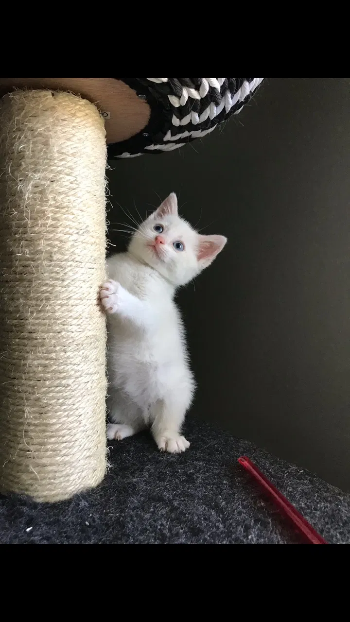 Found cat in Palm Harbor, FL, 34684