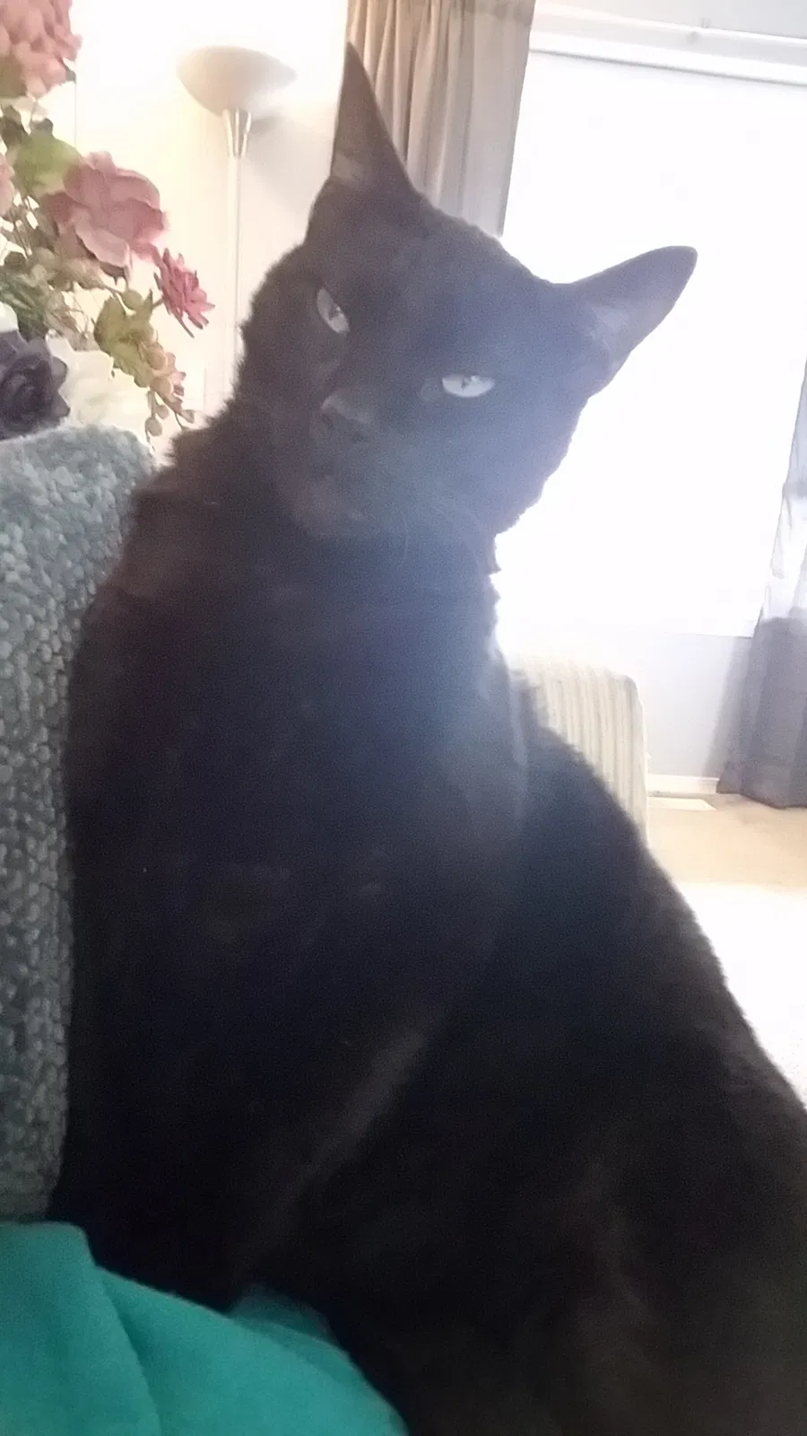 Found cat in Graham, WA, 98338